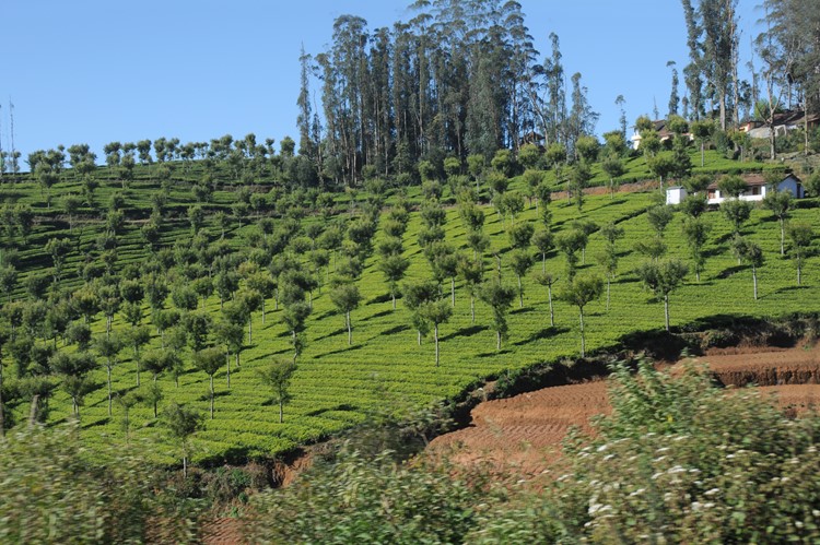 Ooty, theeplantage